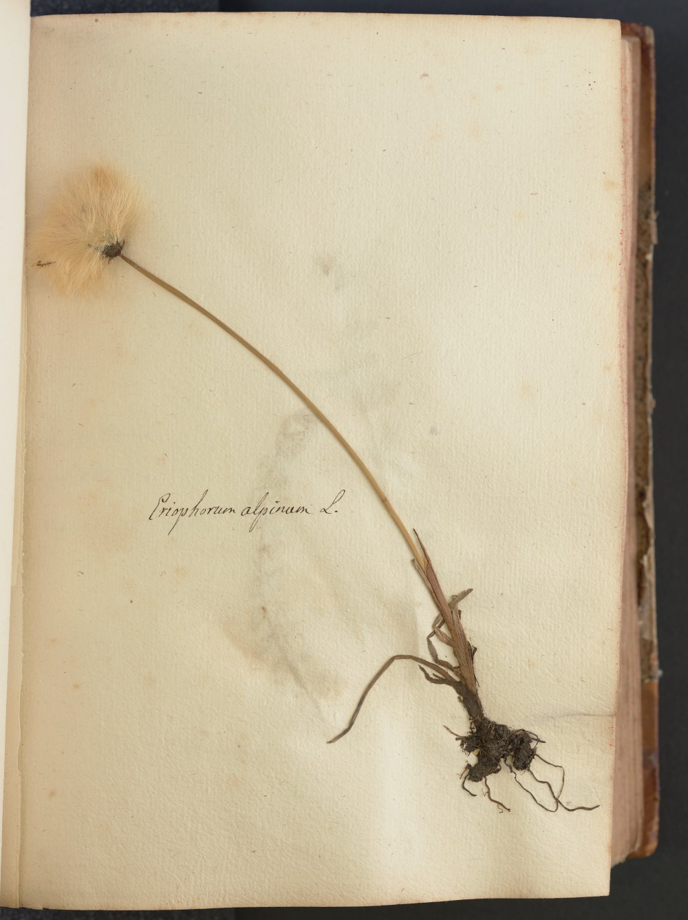 Conservatoire et jardin botaniques de Genève