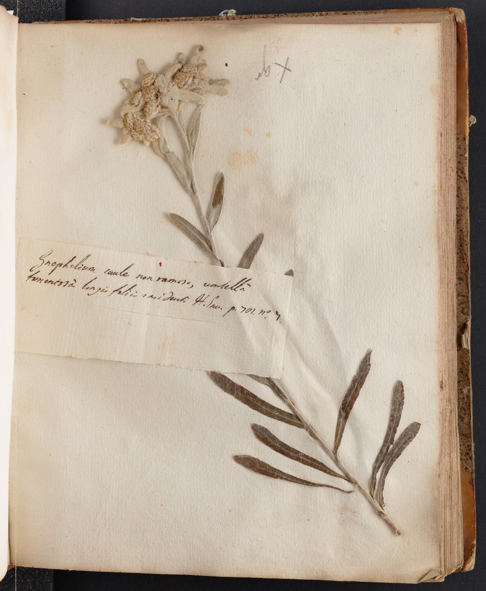 Conservatoire et jardin botaniques de Genève