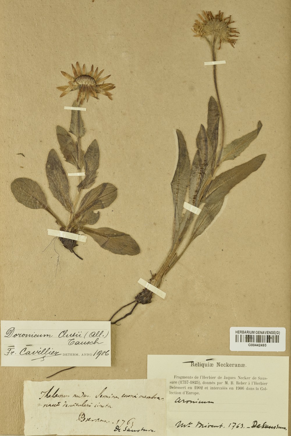 Conservatoire et jardin botaniques de Genève